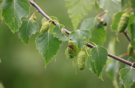 Hänge-Birke (Betula pendula) - © Emanuel Trummer